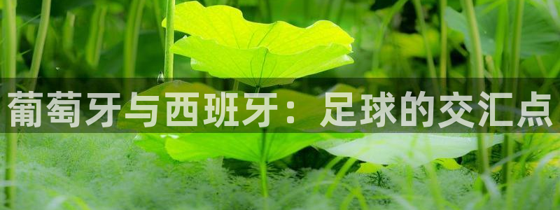 2006年世界杯冠军:葡萄牙与西班牙:足球的交汇点